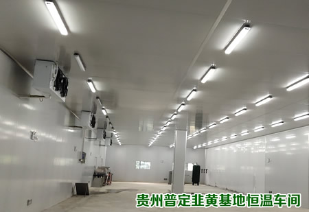 贵州韭黄基地恒温车间